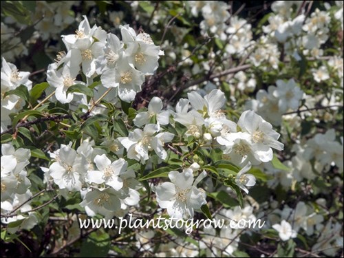 Blizzard Lewis Mock Orange (Philadelphus lewisii) 
Blizzard Mockorange has single white flowers.